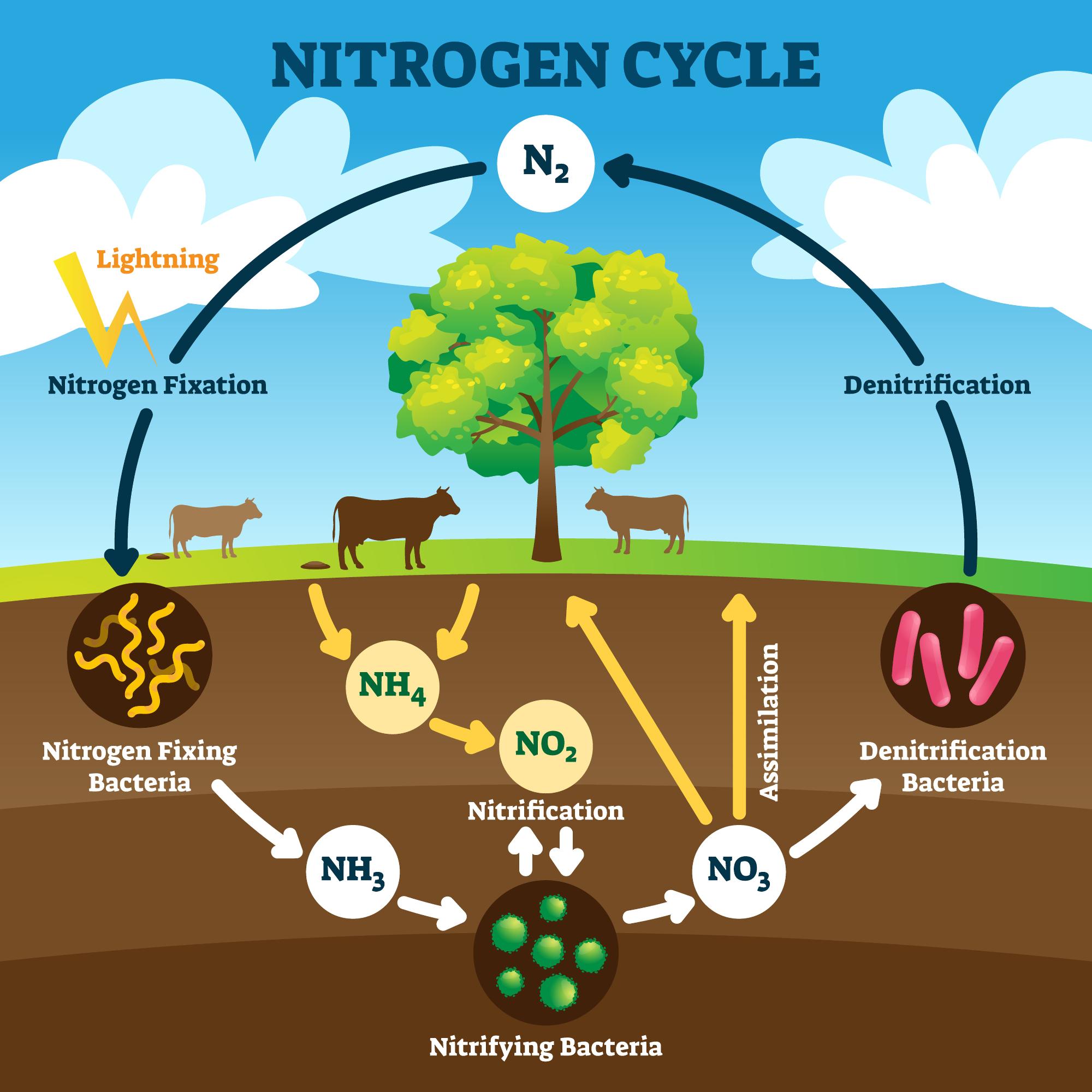 Nitrogen cycle vector illustration. Labeled N2 biogeochemical explanation.