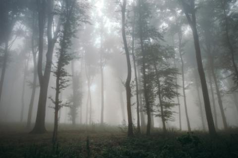 Surreal beautiful forest with fog