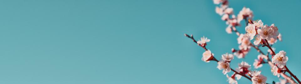 Panoramic shot of flowering apricot branches on a blue background with copy space: spring time concept