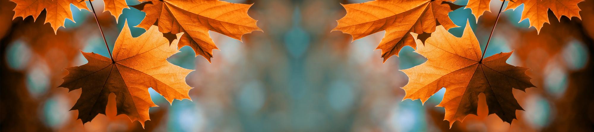 Red maple leaves on the branches