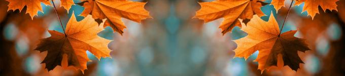 Red maple leaves on the branches