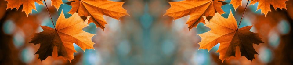 Red maple leaves on the branches