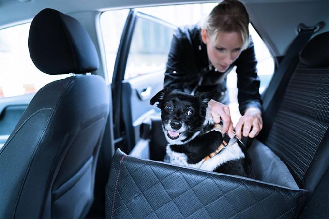 Met de hond in de auto op reis? Dit zijn de regels - KBC Bank & Verzekering