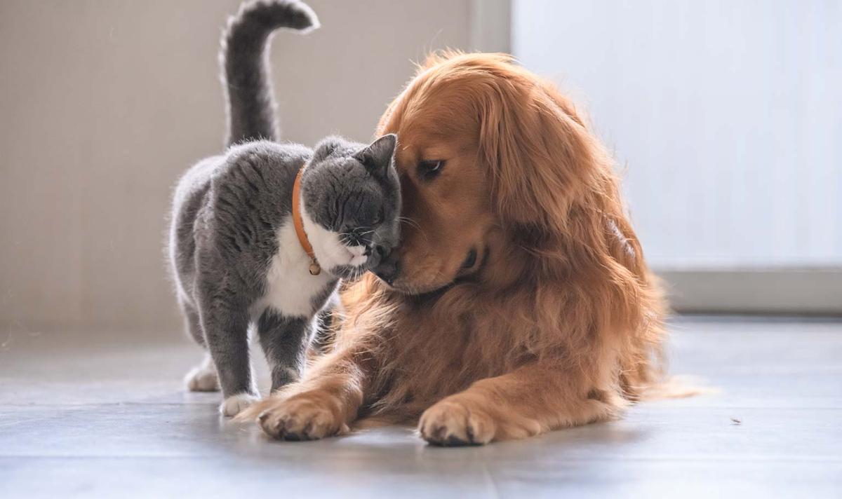 Verzeker je hond of kat dankzij PetExpert KBC Bank & Verzekering