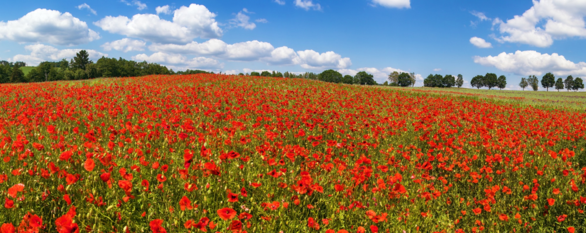 poppies or Common poppy, corn poppy, Papaver Rhoaes